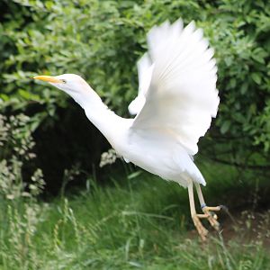 Cattle egret