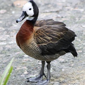 White-faced whistling duck