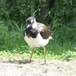 European lapwing
