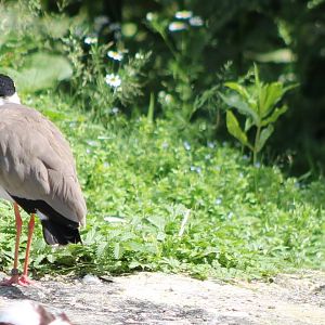 1 picture, 3 lapwing-species