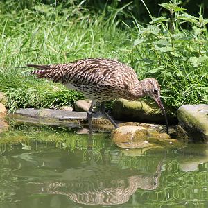 Curlew