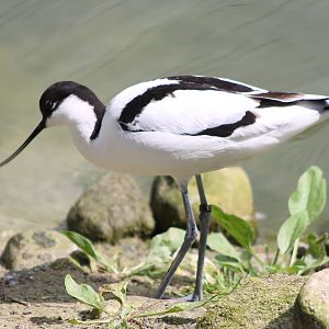 Avocet
