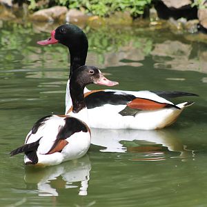 Shellduck pair