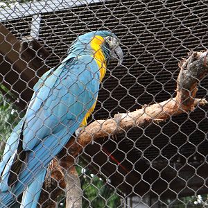 Blue throated macaw