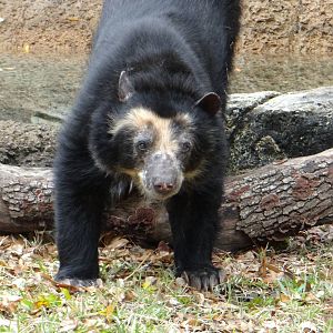 Spectacled bear