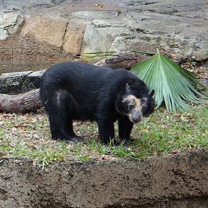Spectacled bear