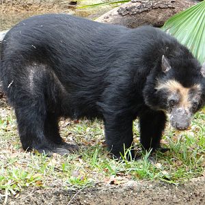 Spectacled bear