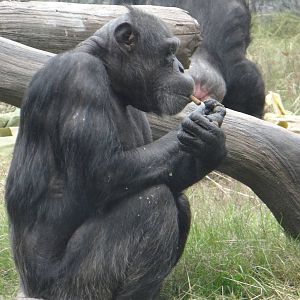 Chimpanzee