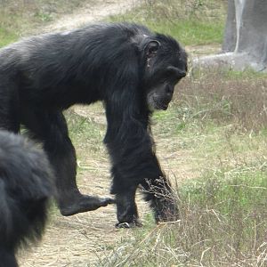 Chimpanzee
