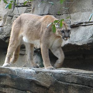 Cougar