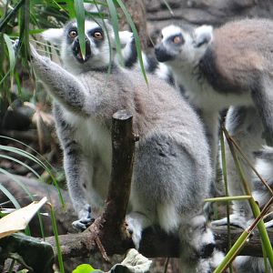Ring-tailed lemurs