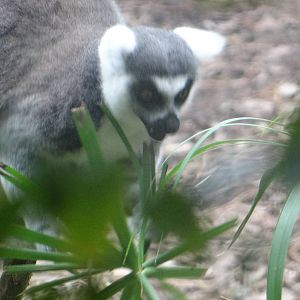 Ring-tailed lemur
