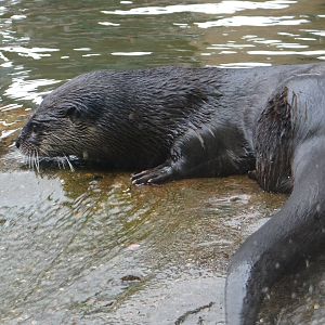 River otter