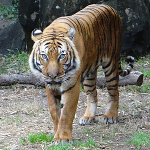 Malayan tiger