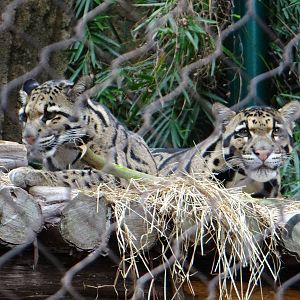 Clouded leopards