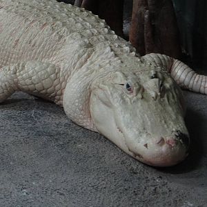 American alligator - leucistic