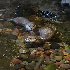 Asian small-clawed otters