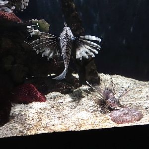 Lionfish