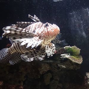 Lionfish