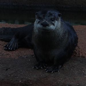 River otter