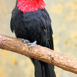 Purple-throated fruit crow; Wuppertal; 11th September 2014