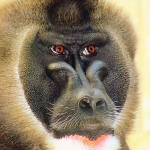 Male drill; Wuppertal; 12th September 2014