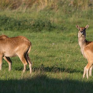 Nile lechwe : Whipsnade : 07 Sep 2014
