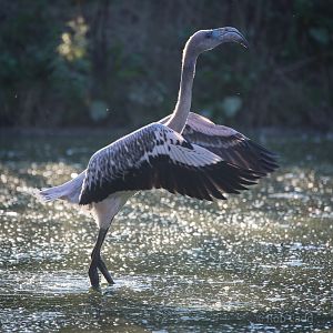American flamingo : Whipsnade : 07 Sep 2014