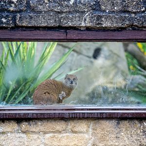 Yellow mongoose : Cotswold WP : 28 May 2014