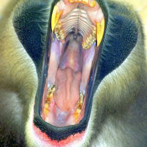 Male drill yawning; Wuppertal; 12th September 2014