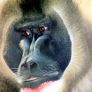 Male drill; Wuppertal; 12th September 2014
