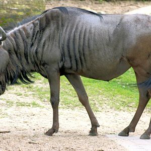 Brindled gnu; Munster; 9th September 2014