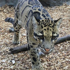 Indochinese Clouded Leopard (Neofelis nebulosa nebulosa)