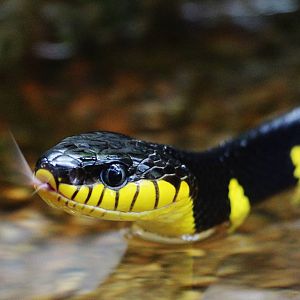 Mangrove Snake