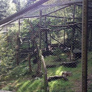 European wildcat exhibit #1