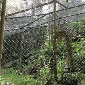 European wildcat exhibit #2