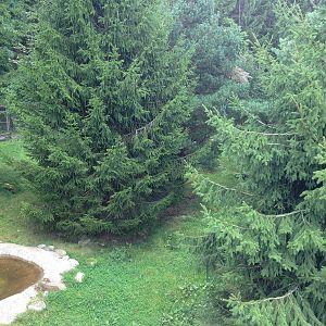 European wolverine exhibit