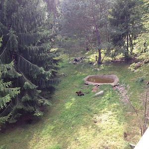 European wolverine exhibit