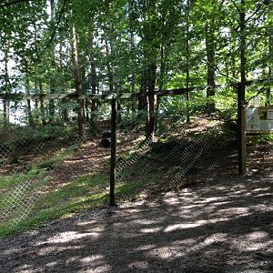 European wolverine exhibit