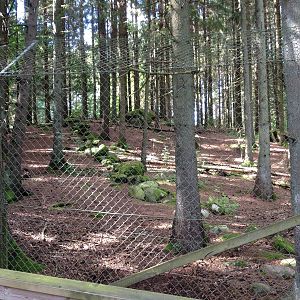 Eurasian Wolf exhibit