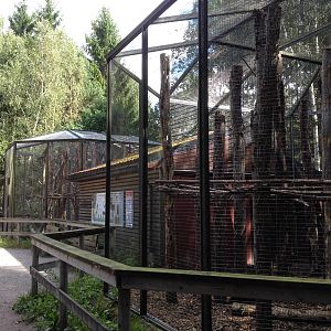 White-backed woodpecker aviarys