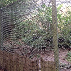 Amurleopard exhibit #1