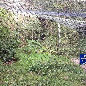 Amurleopard exhibit #1