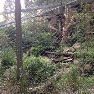 Amurleopard exhibit #1