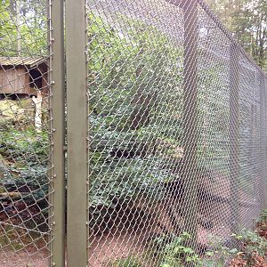 Amurleopard exhibit #2