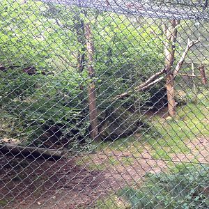 Amurleopard exhibit #2