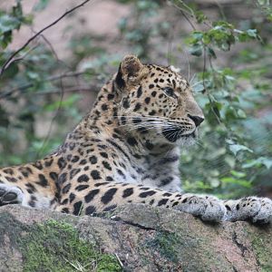 Amurleopard - Denzil (Male)