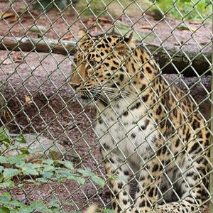 Amurleopard - Bira (Female)