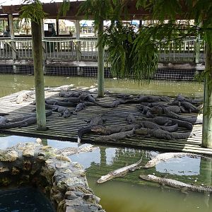 Alligator Enclosure at Gatorland