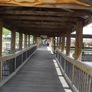 Walkway at Gatorland